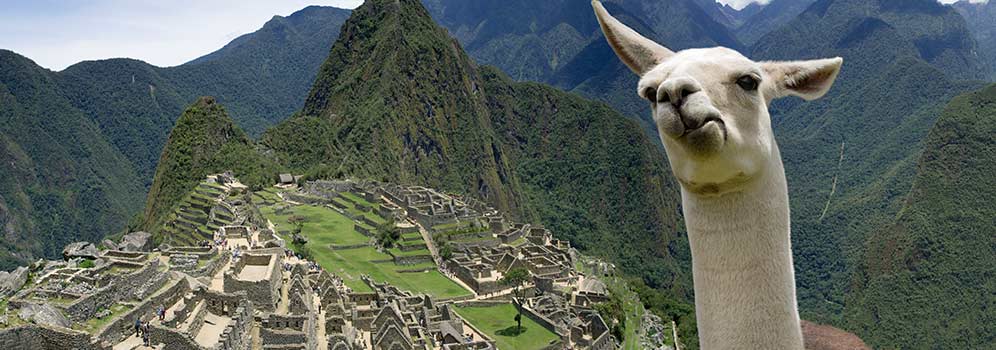 A llama at Machu Picchu