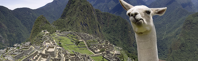 Llama at Machu Picchu, at the top of the Inca Trail