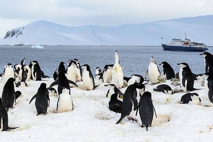 Penguins in Antarctica
