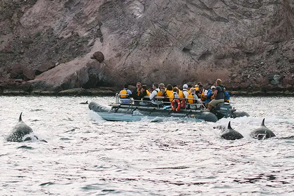 A group of dolphins play near an Uncruise zodiac (c)Uncruise