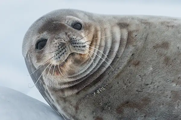 A seal stares curiously at the camera, Brown Bluff Antarctica  (c)Hurtigruten