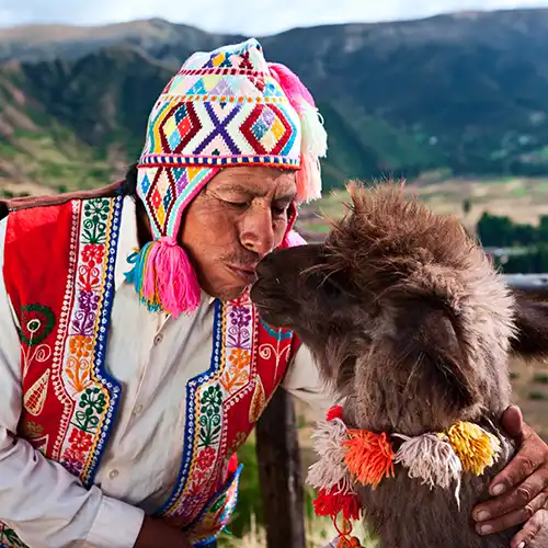 Peruvian man kissing llama